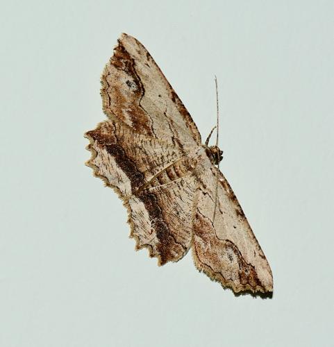 Réf. 280 331 : Menophra abruptaria